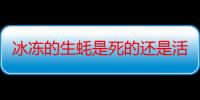 冰冻的生蚝是死的还是活的